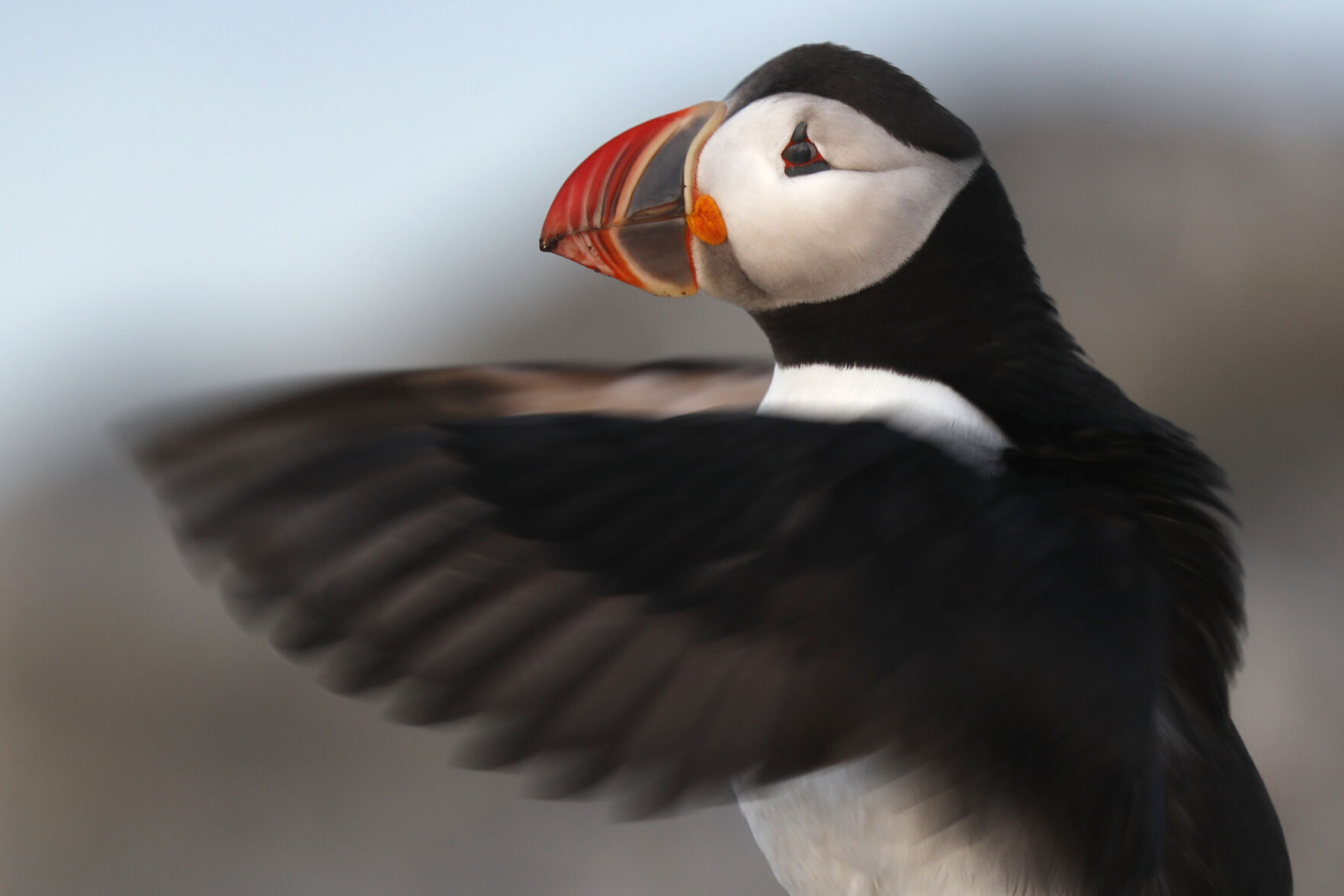 Puffin